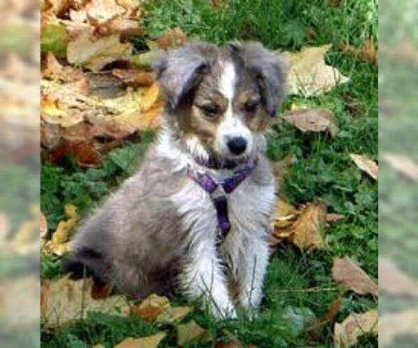 Medium Photo #6 Australian Shepherd Dog Breed