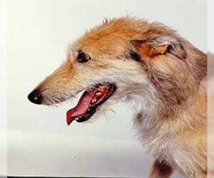 Small #1 Breed American Staghound image