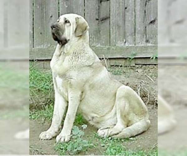 Spanish Mastiff Dog Breed Image