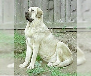 Image of breed Spanish Mastiff