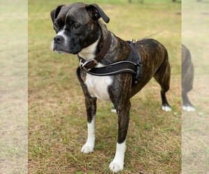 Image of English Boston Bulldog breed