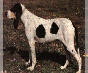 Image of Small Gascon Saintongeois breed