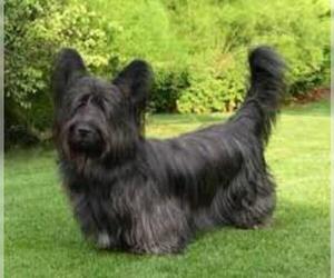 Small #5 Breed Skye Terrier image