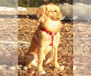 Image of Eskimo Cavalier breed