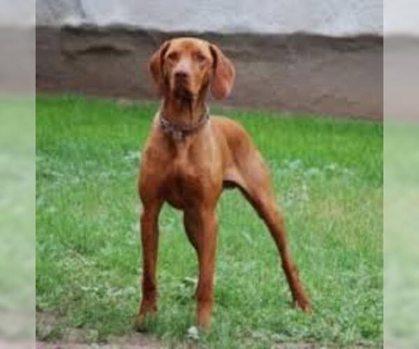 Medium Photo #2 Vizsla Dog Breed