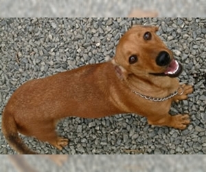 Samll image of Basschshund