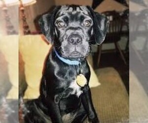 Pugapoint puppies for sale and Pugapoint dogs for adoption