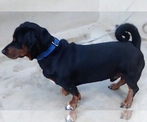 Dachsweiler puppies for sale and Dachsweiler dogs for adoption