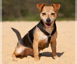 Image of Jackshund breed