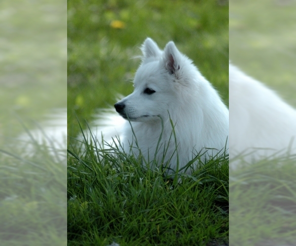 Japanese Spitz Puppies For Sale In California Usa Page 1 10 Per Page Puppyfinder Com