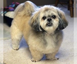 Photo of Peke-A-Poo