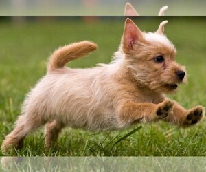 Image of Scoodle breed