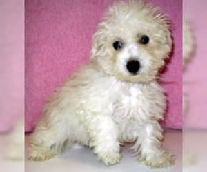 Small Photo #1 Maltichon Dog Breed