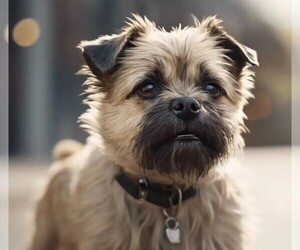 Image of Pugairn breed