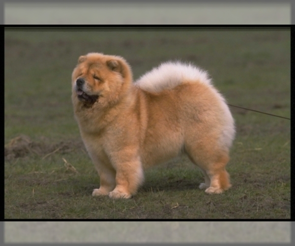 Chow Chow Dog Breed Image