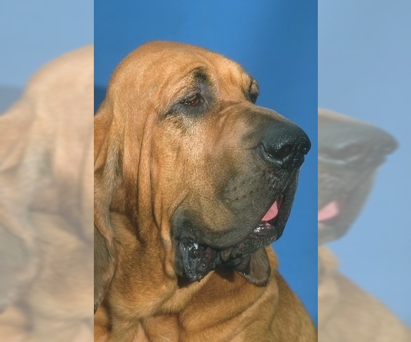 Bloodhound Dog Breed Image