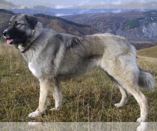 Medium Photo #1 Carpathian Sheepdog Dog Breed