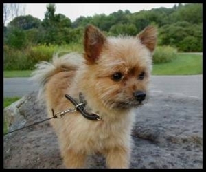 Small Photo #1 Yoranian Dog Breed