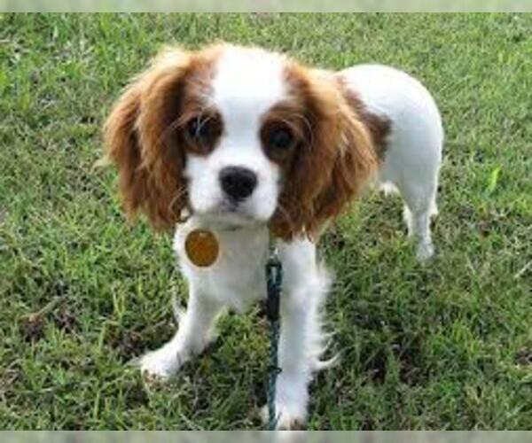 Medium Photo #7 Cavalier King Charles Spaniel Dog Breed