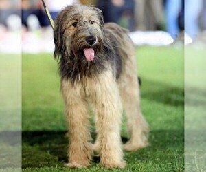 Image of Armant breed