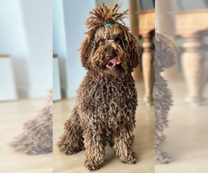 Image of Lagotto Doodle breed