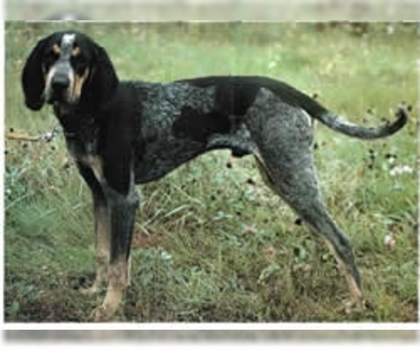 Bluetick Coonhound Dog Breed Image