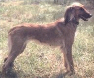 Image of Tasy breed