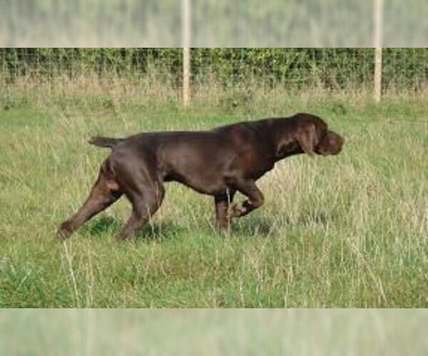 Medium Photo #2 German Shorthaired Pointer Dog Breed