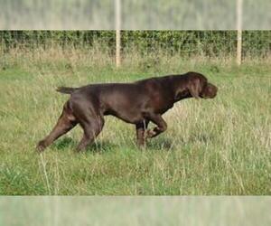 Small #1 Breed German Shorthaired Pointer image