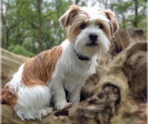 Image of Jack Tzu breed