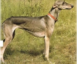 Image of Chortaj breed