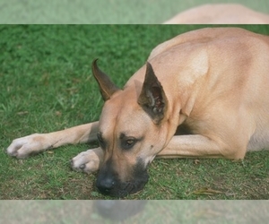 Image of breed Great Dane