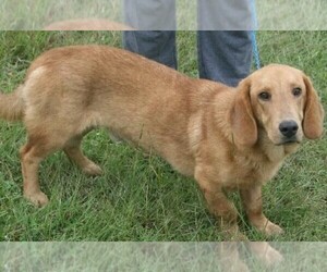 Image of Basset Retriever breed