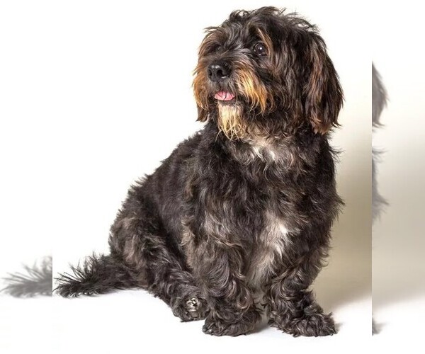 Medium Photo #1 Sco-Shi Dog Breed