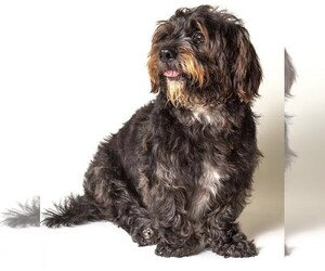 Image of Sco-Shi breed