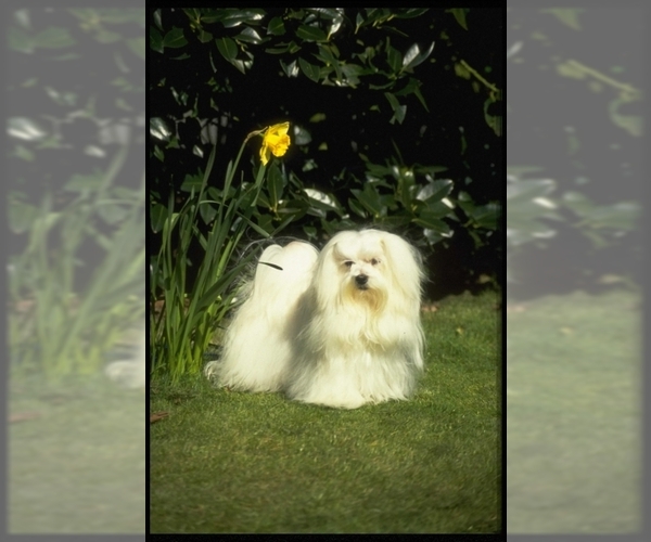 Maltese Dog Breed Image