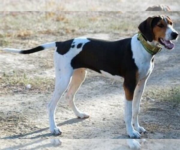 Treeing Walker Coonhound