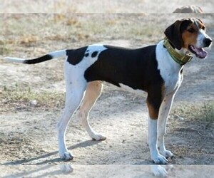 Photo of Treeing Walker Coonhound