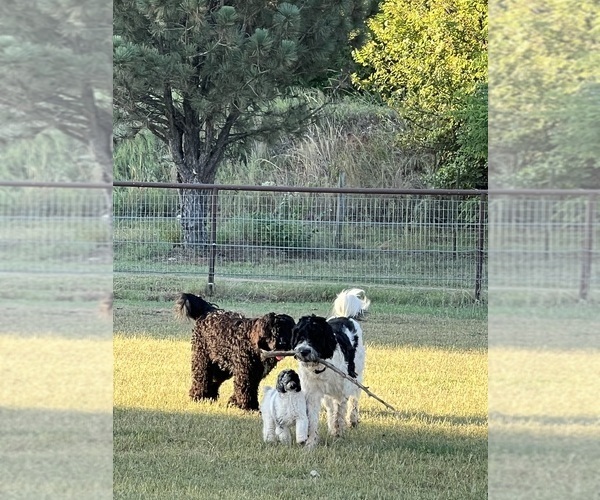 Medium Photo #6 Newfypoo Dog Breed
