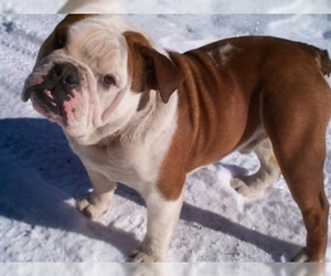 Image of breed Olde English Bulldogge