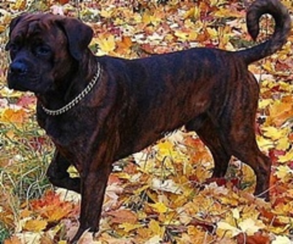 Medium Photo #2 Boxweiler Dog Breed