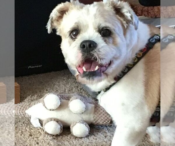 Medium Photo #1 Boxer Tzu Dog Breed