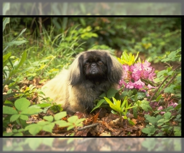 Pekingese Dog Breed Image