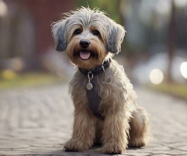 Medium Photo #1 Wire Hair Snauzer Dog Breed