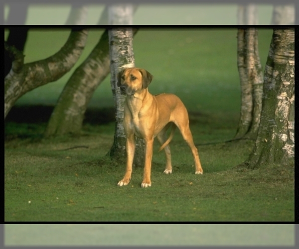 Rhodesian Ridgeback Dog Breed Image