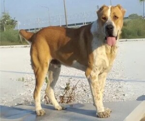 Image of Sage Ashayeri breed