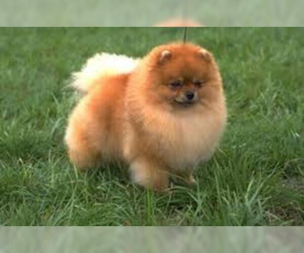 Medium Photo #4 Pomeranian Dog Breed