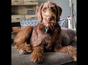Image of breed Labradoodle