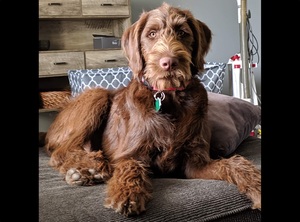 Image of Labradoodle breed