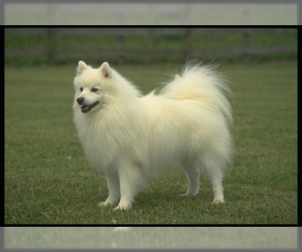 American Eskimo Dog Dog Breed Image